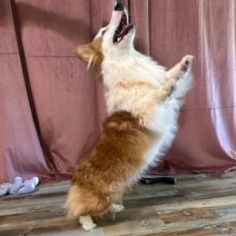 Beth - Pembroke Welsh Corgi