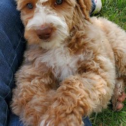 Goldendoodle Puppies from Doodles of Colorado