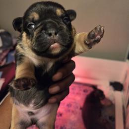 Uno - Tricolors male French Bulldog puppy in Joliet, Illinois from MarvelousFrenchies