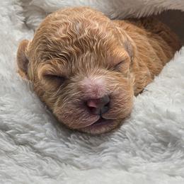 Stormy - Apricot male Cavapoo puppy in Glendale, Arizona from Cool Cavapoos