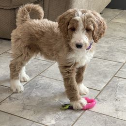 Angel - Red  female Goldendoodle puppy in Sugarcreek, Ohio from True Hearted Doodles