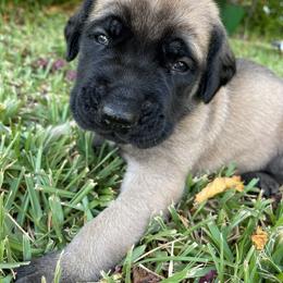 Mastiff Puppies from Treasure Coast Mastiffs