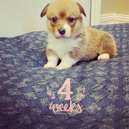 Pembroke Welsh Corgi Puppies from Em-K Corgi’s