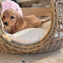 Pink collar - Red female Dachshund puppy in Mc Donough, Georgia from Hot Diggity Doxies