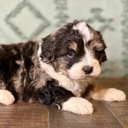 Tex - Blue merle male Aussiedoodle puppy in Charleston, Arkansas from Lazy S Aussies