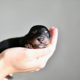 Uno - Black and tan female Dachshund puppy in Youngstown, Florida from Paradox Dachshunds