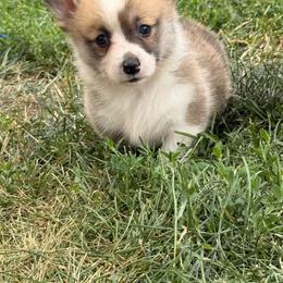 Biscuit - Red male Pembroke Welsh Corgi puppy in Hand County, South Dakota from Hills End Corgis
