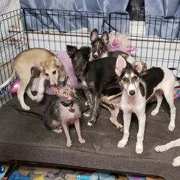 Silken Windhound Puppies from Silken Agents of CSBeck