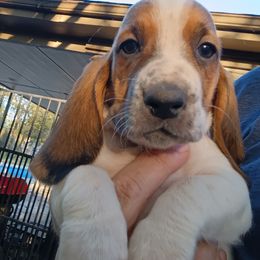 Yellow Collar Girl - Black brown and white female Basset Hound puppy in Richland Hills, Texas from The Basset Family