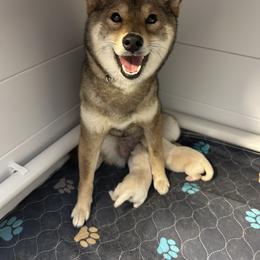 Shiba Inu Puppies from Christy's Shiba Inus