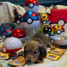Pikachu - Cream male Dachshund puppy in Hudson, Michigan from Mittentail Kennel Miniature Dachshunds & Australian Shepherds