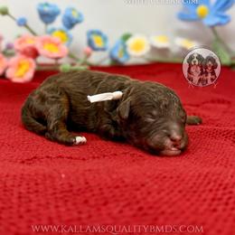 Gale - Brown and white female Bernedoodle puppy in Owasso, Oklahoma from Kallams Bernedoodles & Bernese Mountain Dogs