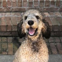 Goldendoodles and Poodles from Bama Bred Doodles