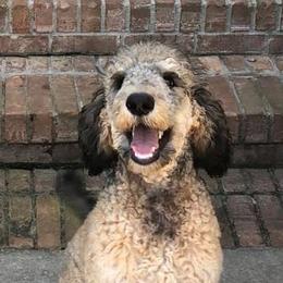 Goldendoodles and Poodles from Bama Bred Doodles