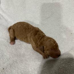 Russ - Red  male Goldendoodle puppy in Wittenberg, Wisconsin from Cedar River Kennel