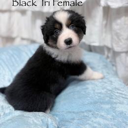 Willamette (Willa) - Black tri female Miniature American Shepherd puppy in Olympia, Washington from Shamayim Shepherds