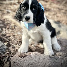 English Springer Spaniel Puppies from Orchard Hill English Springer Spaniels
