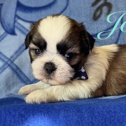 Josh - Gold and white male Shih Tzu puppy in Hemet, California from Aloha Shih Tzu