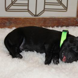 Boy 2 - Labrador Retriever puppy in Elk River, Minnesota from Stueber Labradors