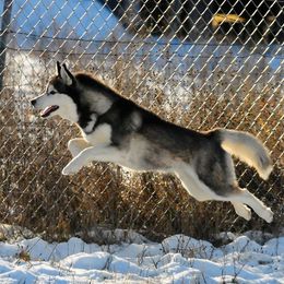 Siberian Huskies from Keahi Siberian Huskies
