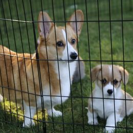 Pembroke Welsh Corgi Puppies from Mountain Maryland Corgis