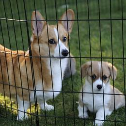 Pembroke Welsh Corgi Puppies from Mountain Maryland Corgis