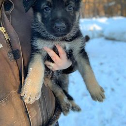German Shepherd Puppies from Ashley Newgard's German Shepherds
