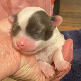 Girl B - Blue and white female Chihuahua puppy in Chino Valley, Arizona from Lane’s Little Longhairs