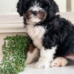 Bernedoodle Puppies from Furry Tail Doodles