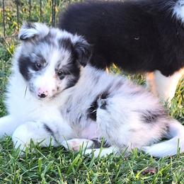 Giggles - Blue merle and white male Shetland Sheepdog puppy in Luray, Missouri from Krayola Shelties