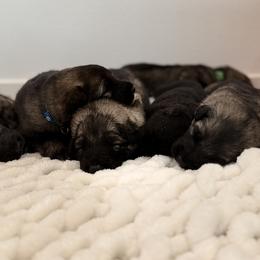 Shiloh Shepherd Puppies from North By Northwest Shilohs “NBN”