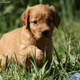 Polly Purple Girl - Dark golden female Golden Retriever puppy in Idaho Falls, Idaho from Once Upon A Dream Kennels