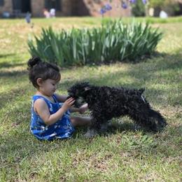 Sable - Black and silver female Miniature Schnauzer puppy in Atlanta, Georgia from Axcium Miniature Schnauzers