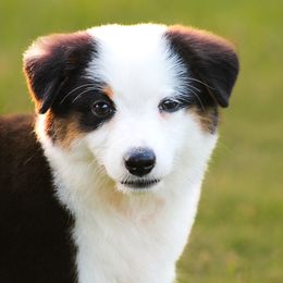 Mia - Black tri female Miniature American Shepherd puppy in Palacios, Texas from Coastal’s Miniature American Shepherds