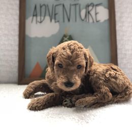 Poodle Puppies from Sunset Standard Poodles