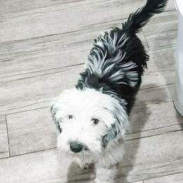 Double Doodle, Labradoodle, and Sheepadoodle Puppies from Mule Mountain Doodles