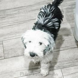 Double Doodle, Labradoodle, and Sheepadoodle Puppies from Mule Mountain Doodles