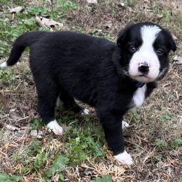 Boy 3 - Black and white male Border Collie puppy in Michie, Tennessee from Rivendell Border Collies