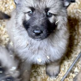 Shiloh Shepherd Puppies from Smokeshow Shilohs and Shepherds