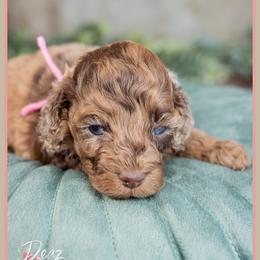 Playa - Merle female Cockapoo puppy in Connersville, Indiana from Deaz Doodle Ranch
