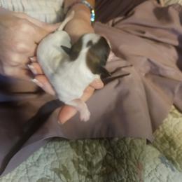 Diamond is a beautiful little puppy with a diamond in the middle of her blaze - Red white and sable female Papillon puppy in Middletown, New York from Patti's Pappi Puppies  (Puppies due end of July!!!)