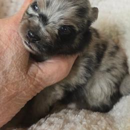 Garth - Blue merle male Pomeranian puppy in Comer, Georgia from HillTop Pomeranians ✨