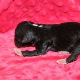 Van - Black tri-color male Aussiedoodle puppy in Loretto, Tennessee from K Kountry Farm