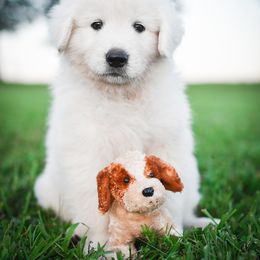 Border Collie, Bordoodle, and Maremma Sheepdog Puppies from 2J 2K Border Collies