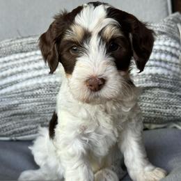 Mary - Brown and white female Bernedoodle puppy in Oologah, Oklahoma from Timber Hills Poodles and Doodles