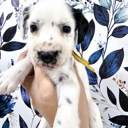 Yellow - White and black female Dalmatian puppy in Gray, Georgia from Fuller Spots