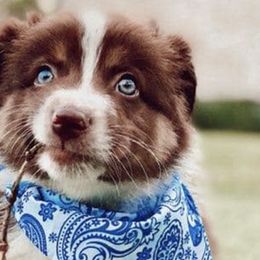 Australian Shepherds from 101 Australian Shepherds