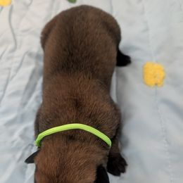 Light female - Mahogany female Belgian Malinois puppy in Paynes Corner, Virginia from Von-Zito Belgian Malinois