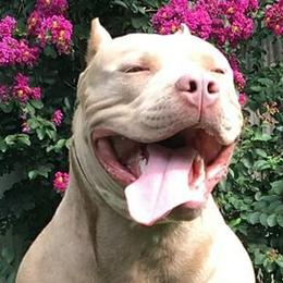 American Bullies from XLVI Bully camp LLC