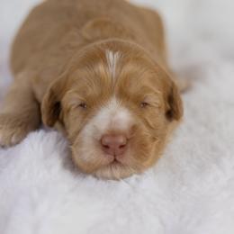 Buttercup - Caramel female Australian Labradoodle puppy in Redding, California from Shasta Royal Monroe Puppies